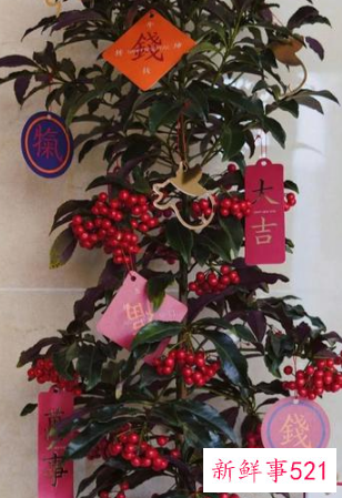 7种象征吉祥好运的花