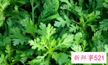 益母草什么时候喝最好