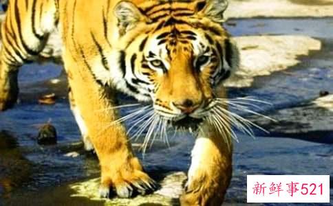 梦见狮子跟老虎