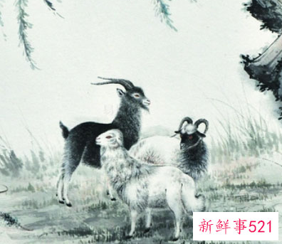 生肖羊养什么动物好