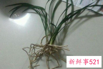 兰花翻盆的时间及方法介绍