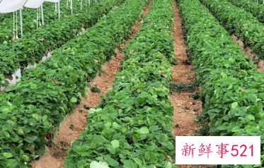 5种便宜耐放蔬菜