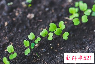 梦见很多树苗是什么意思