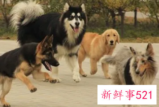 女人梦见一群狗