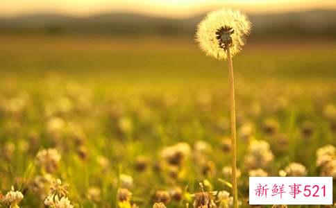 蒲公英枸杞菊花茶的作用