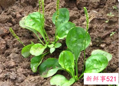 车前草怎么保存