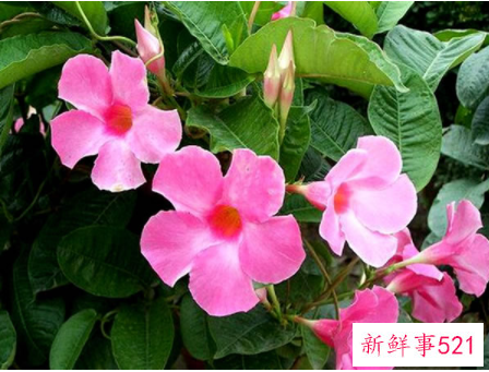 飘香藤叶子发黄怎么办