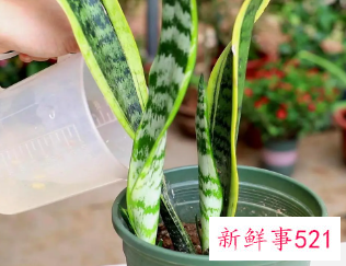 怎样促使虎皮兰冒新芽