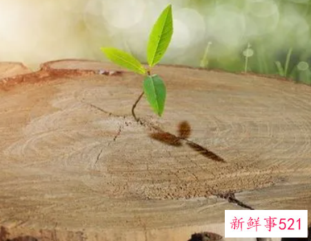 梦见很多树苗是什么意思