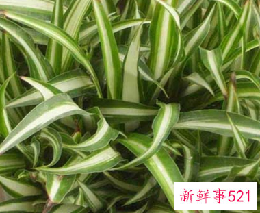 吊兰的特性和养护方法