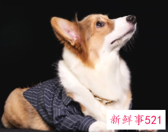 82年属狗大海水命忌讳颜色