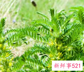 黄芪枸杞的功效与作用禁忌