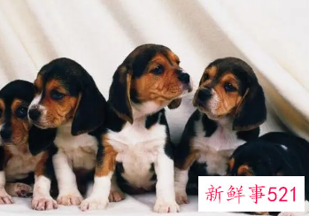 女人梦见一群狗