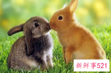 属猪比属兔大四岁结婚好吗