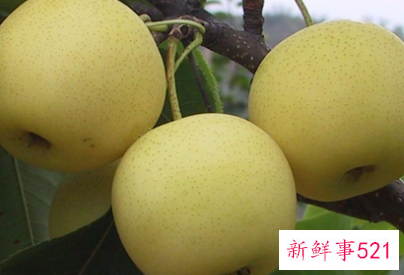 黄金梨品种介绍