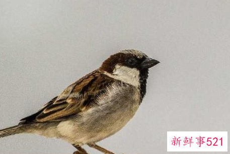 赞美麻雀的精神