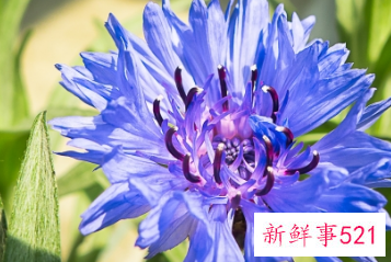 9大适合秋天种的植物