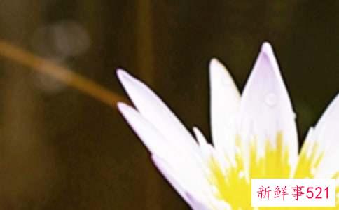 夏至养生4大原则教你健康过夏至