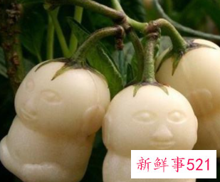 抗癌水果第一名人参果