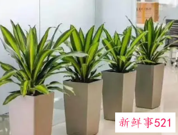公司大厅放什么植物花最好