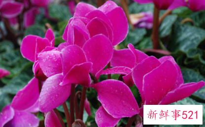 仙客来花语是什么