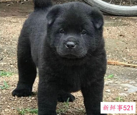 怀孕梦见小黑狗