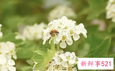 梦见带花的周公解梦