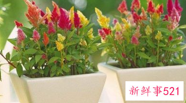 阳台盆栽摆放效果图