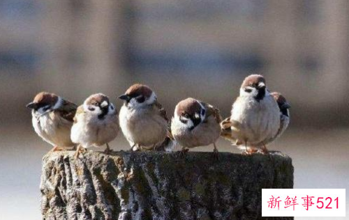 赞美麻雀的精神