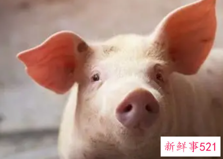 属猪人的运势运程