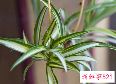 吊兰的特性和养护方法