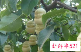 抗癌水果第一名人参果