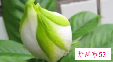 栀子保肝又有毒