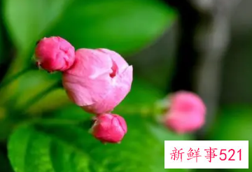 梦见带花的周公解梦