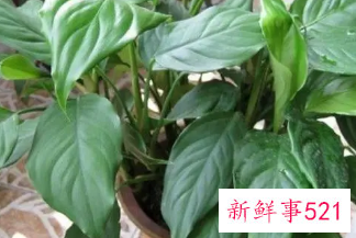 家居摆放什么有利老人健康