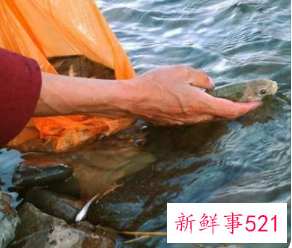 为什么不能买鱼放生