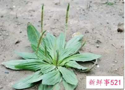 车前草怎么保存