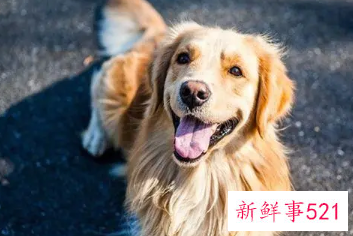 女人梦见一群狗