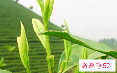 女人喝茶的最佳时间