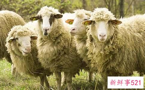 绵羊肉的功效与功能