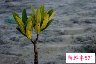 梦见很多树苗是什么意思