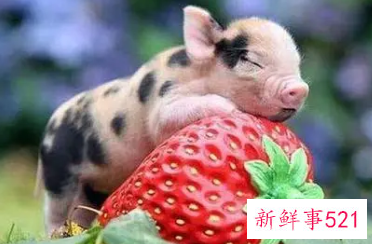 属猪比属兔大四岁结婚好吗