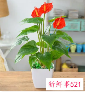 公司大厅放什么植物花最好