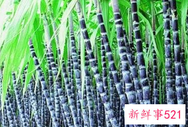 甘蔗的功效作用及营养价值