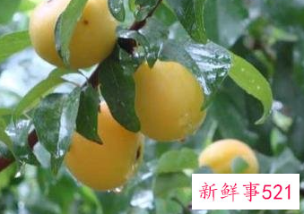 梅子可以止咳吗