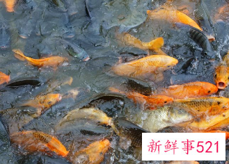 为什么不能买鱼放生