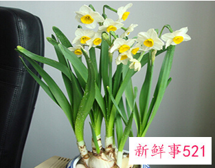 大海水命摆放什么招财