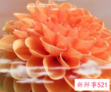 公认最差的星座