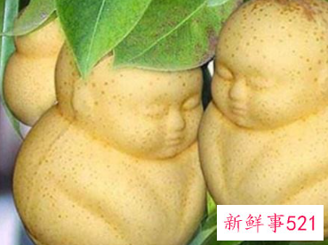 抗癌水果第一名人参果