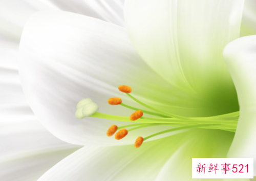 梦见别人送我花